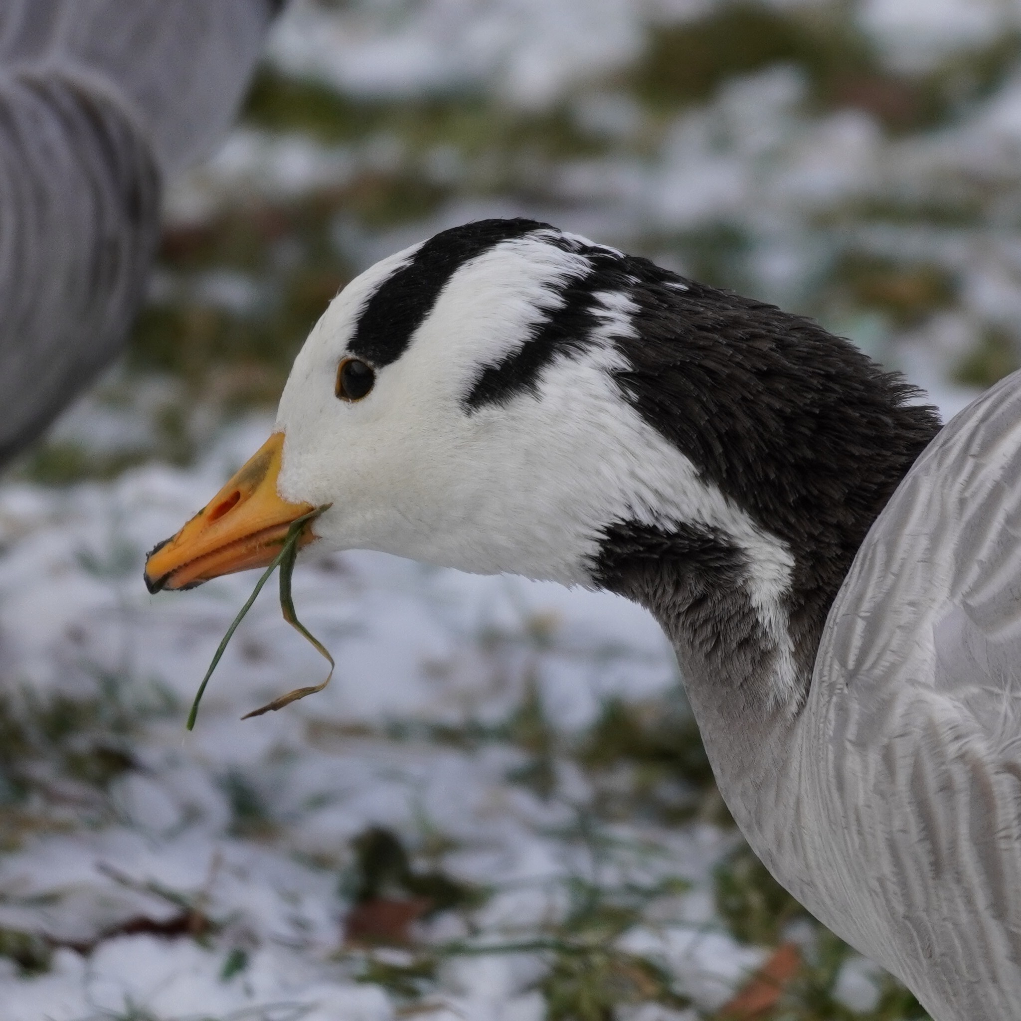Bar-headed Goose (Anser indicus), photo 10