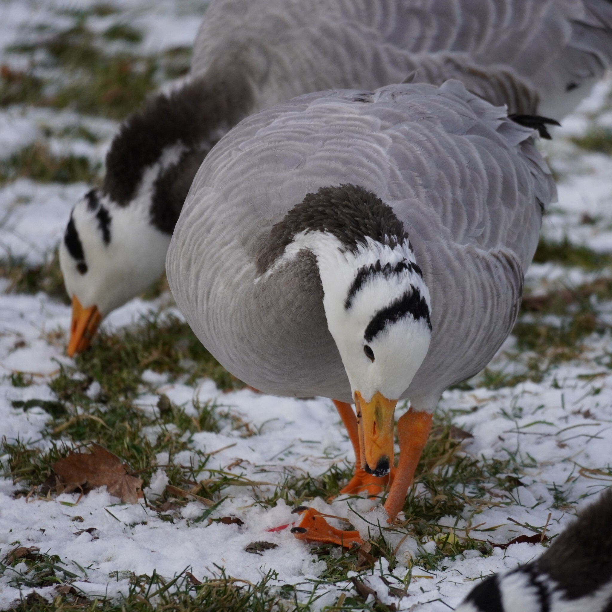 Bar-headed Goose (Anser indicus), photo 7