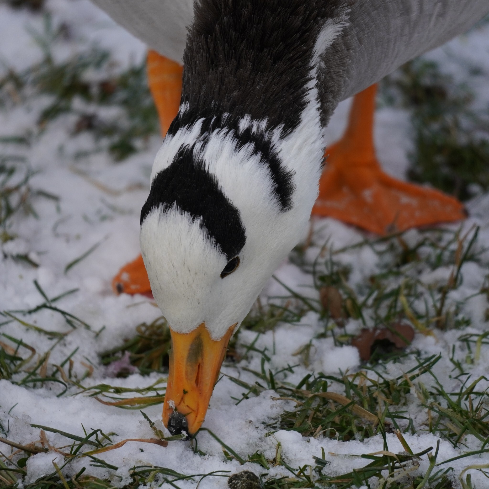 Bar-headed Goose (Anser indicus), photo 6