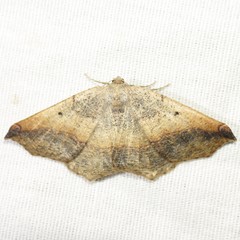 Prochoerodes forficaria