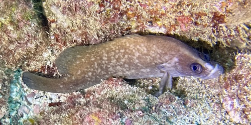 Rypticus africanus