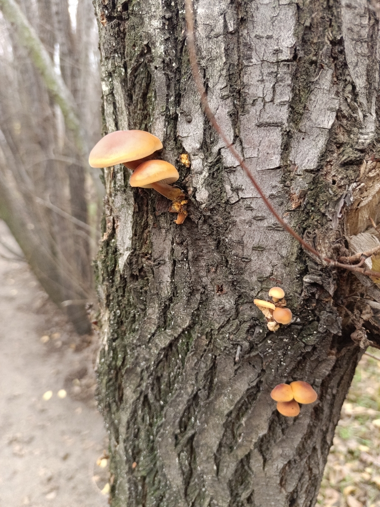 Flammulina velutipes · December 2025 · photo: © olenavakarenko (iNaturalist, cc-by)
