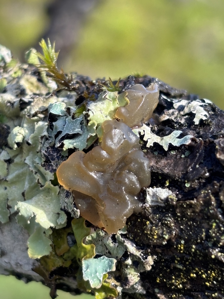 Myxarium nucleatum · February 2026 · photo: © abbyhyde (iNaturalist, cc-by)