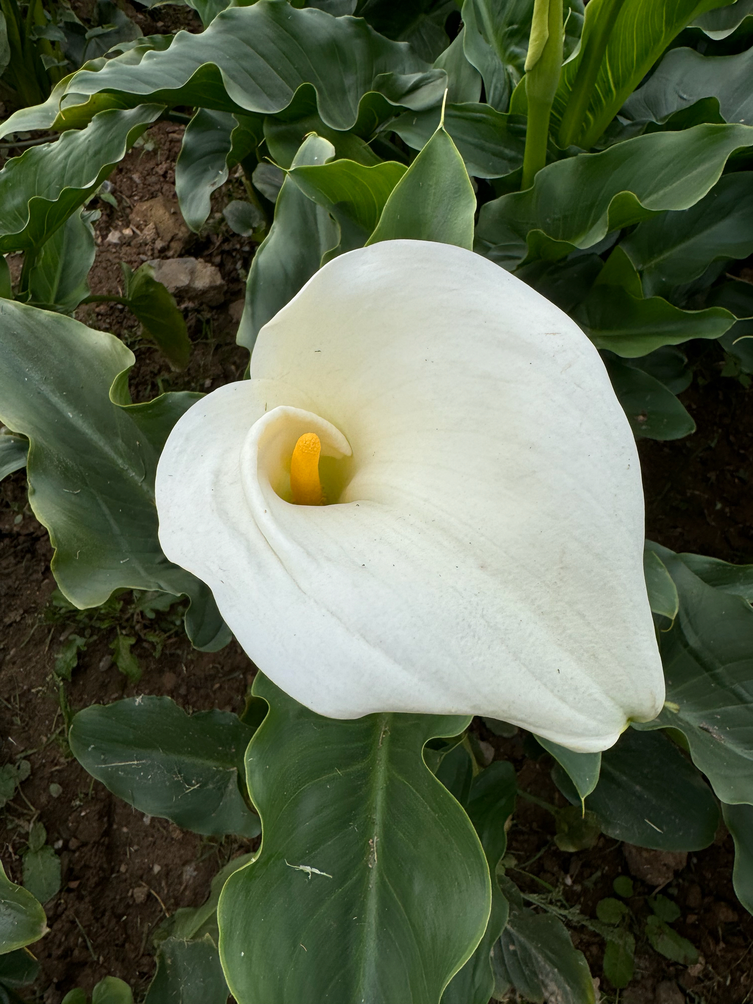 Zantedeschia aethiopica (Zantedeschia aethiopica)