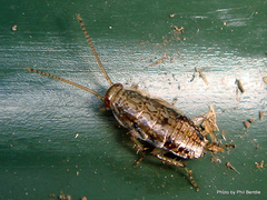 Parellipsidion latipenne