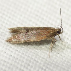 Eudactylota iobapta