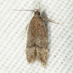 Eudactylota iobapta
