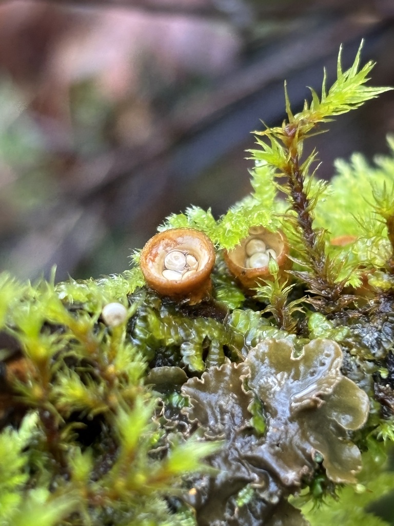Crucibulum laeve · February 2026 · photo: © abbyhyde (iNaturalist, cc-by)