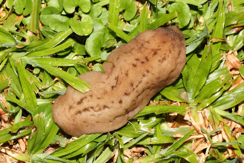 Laevicaulis natalensis (Krauss, 1848)