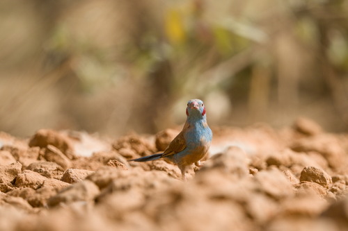 Red-cheeked Cordon-bleu (Uraeginthus bengalus)