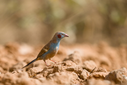 Red-cheeked Cordon-bleu (Uraeginthus bengalus), photo 2