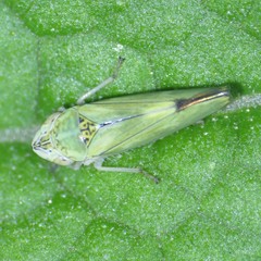 Graphocephala ignava