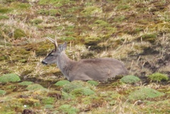 Odocoileus virginianus ustus