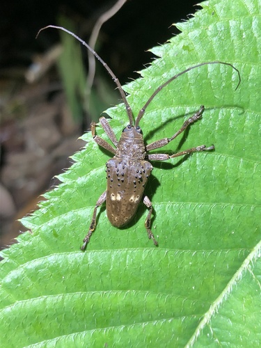 Jamesia globifera (Fabricius, 1801)