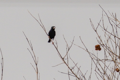 Village Indigobird (Vidua chalybeata)