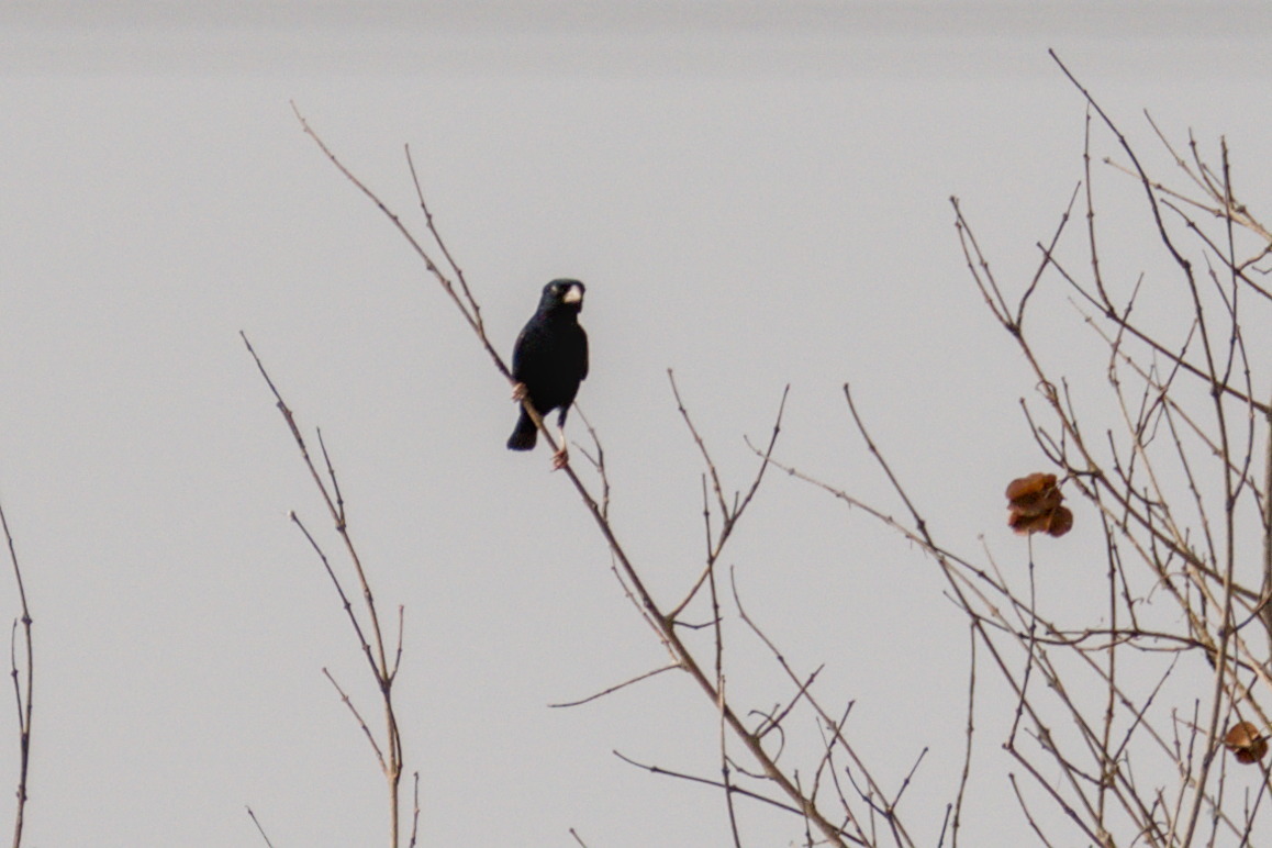 Village Indigobird (Vidua chalybeata), photo 1