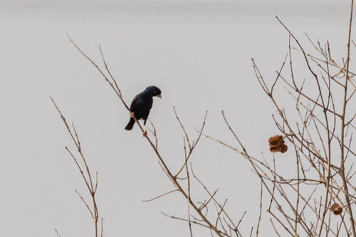 Village Indigobird (Vidua chalybeata), photo 2
