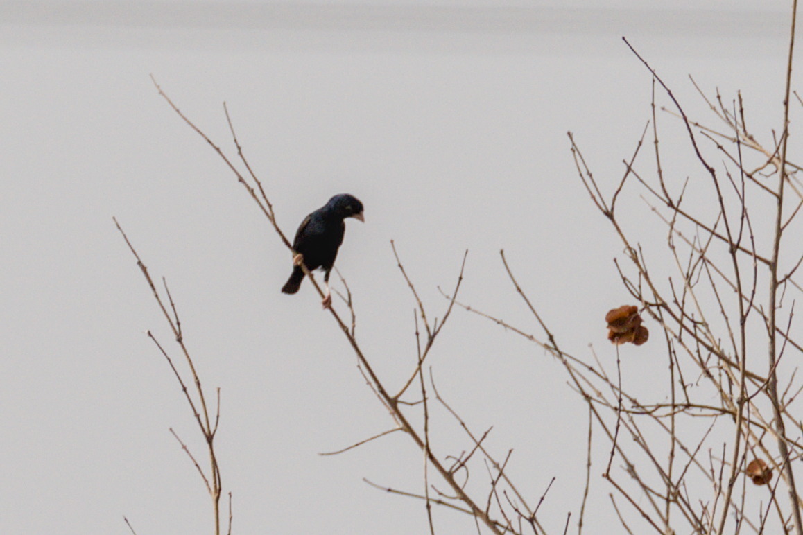 Village Indigobird (Vidua chalybeata), photo 2