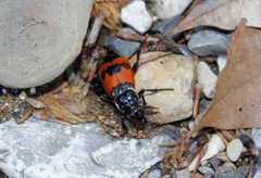 Nicrophorus olidus