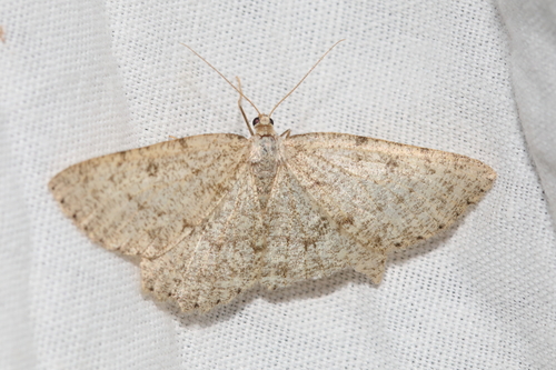 Elophos serotinaria