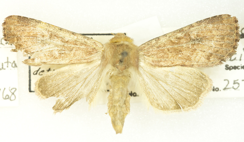 Lined Quaker photo 3