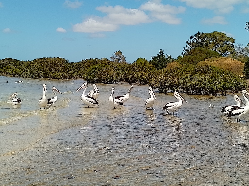 Australian Pelican from Stony Point Boat Ramp, Cook Road, Crib Point ...