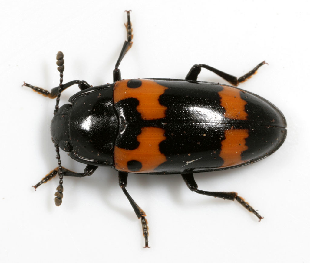 Red-banded Fungus Beetle (Smokies Most Wanted) · iNaturalist