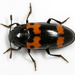 Red-banded Fungus Beetle - Photo (c) cotinis, some rights reserved (CC BY-NC-SA)
