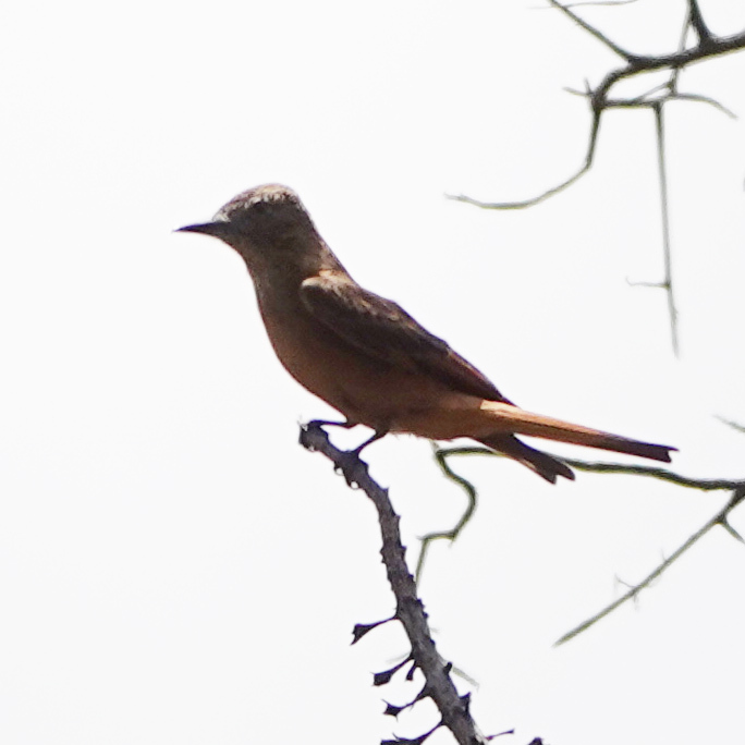 Cliff Flycatcher (Hirundinea ferruginea), photo 7