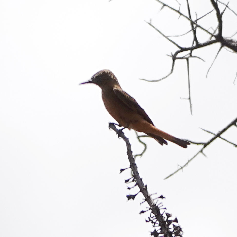 Cliff Flycatcher (Hirundinea ferruginea), photo 6