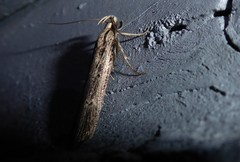 Anisoplaca ptyoptera