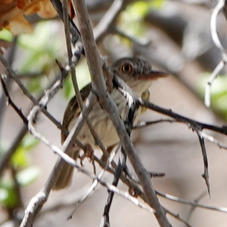 Pearly-vented Tody-Tyrant (Hemitriccus margaritaceiventer), photo 2