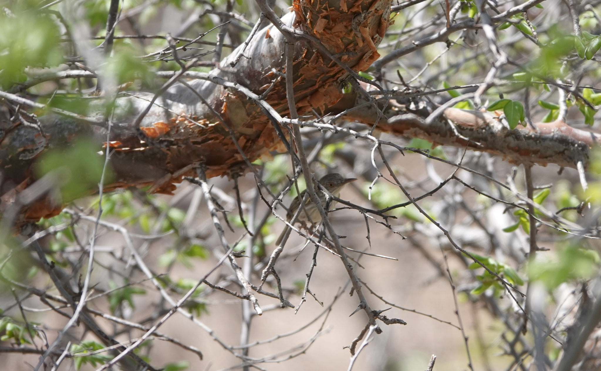 Pearly-vented Tody-Tyrant (Hemitriccus margaritaceiventer), photo 3