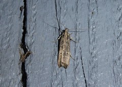 Anisoplaca ptyoptera