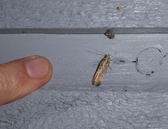 Anisoplaca ptyoptera