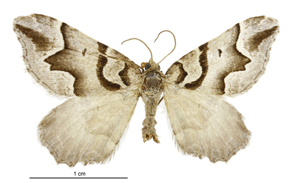 Helastia expolita