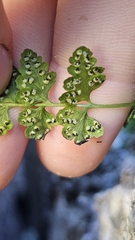Cystopteris tasmanica, photograph author not stated, no rights reserved
