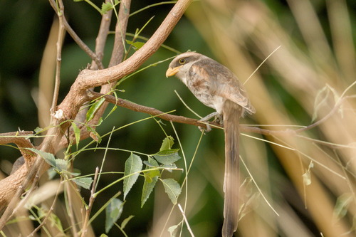 Yellow-billed Shrike (Corvinella corvina)