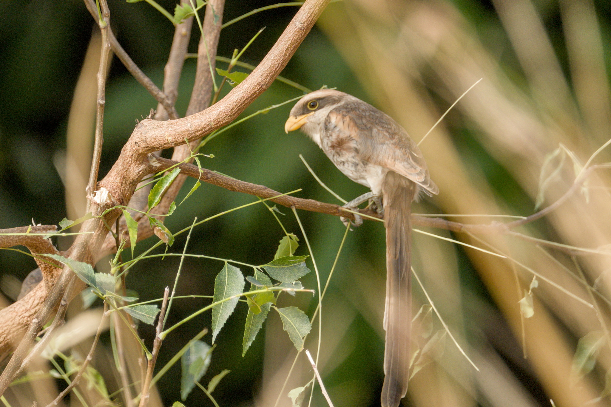 Yellow-billed Shrike (Corvinella corvina), photo 1