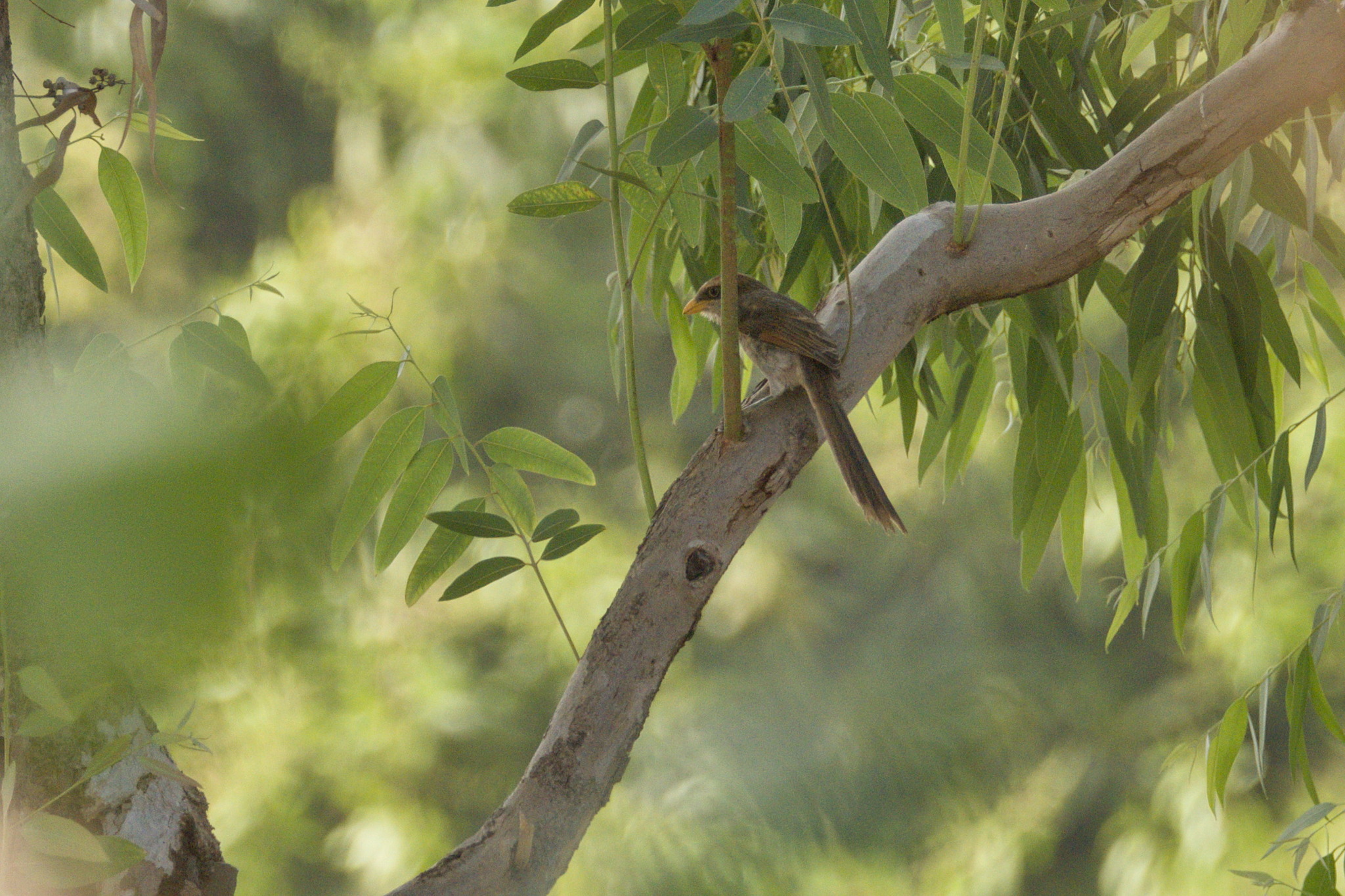 Yellow-billed Shrike (Corvinella corvina), photo 2