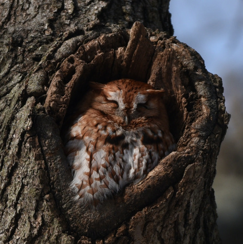 Eastern Screech-Owl photographed in Rhode Island