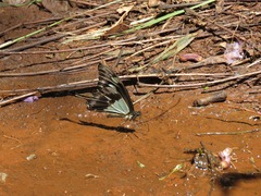 Papilio phorcas ansorgei