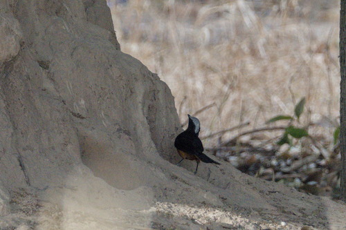 White-crowned Robin-Chat (Cossypha albicapillus)