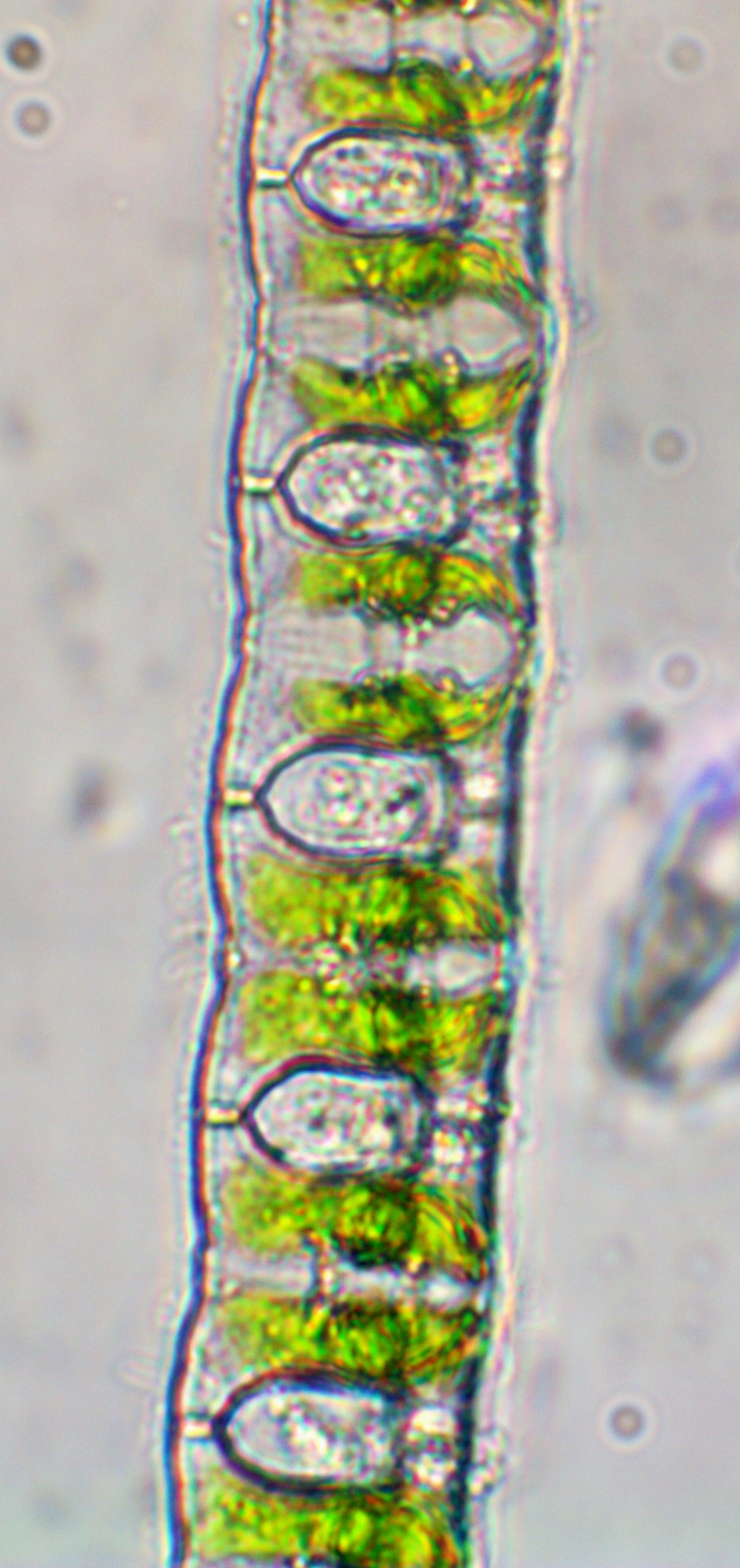 Desmidium baileyi