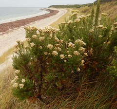 Ozothamnus turbinatus