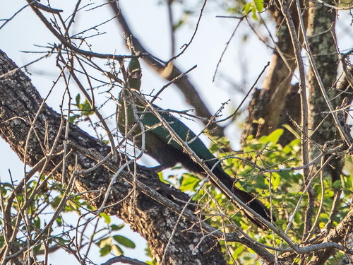 iNaturalist image