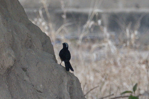 White-crowned Robin-Chat (Cossypha albicapillus), photo 2