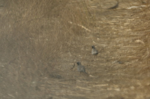Namaqua Dove (Oena capensis), photo 4