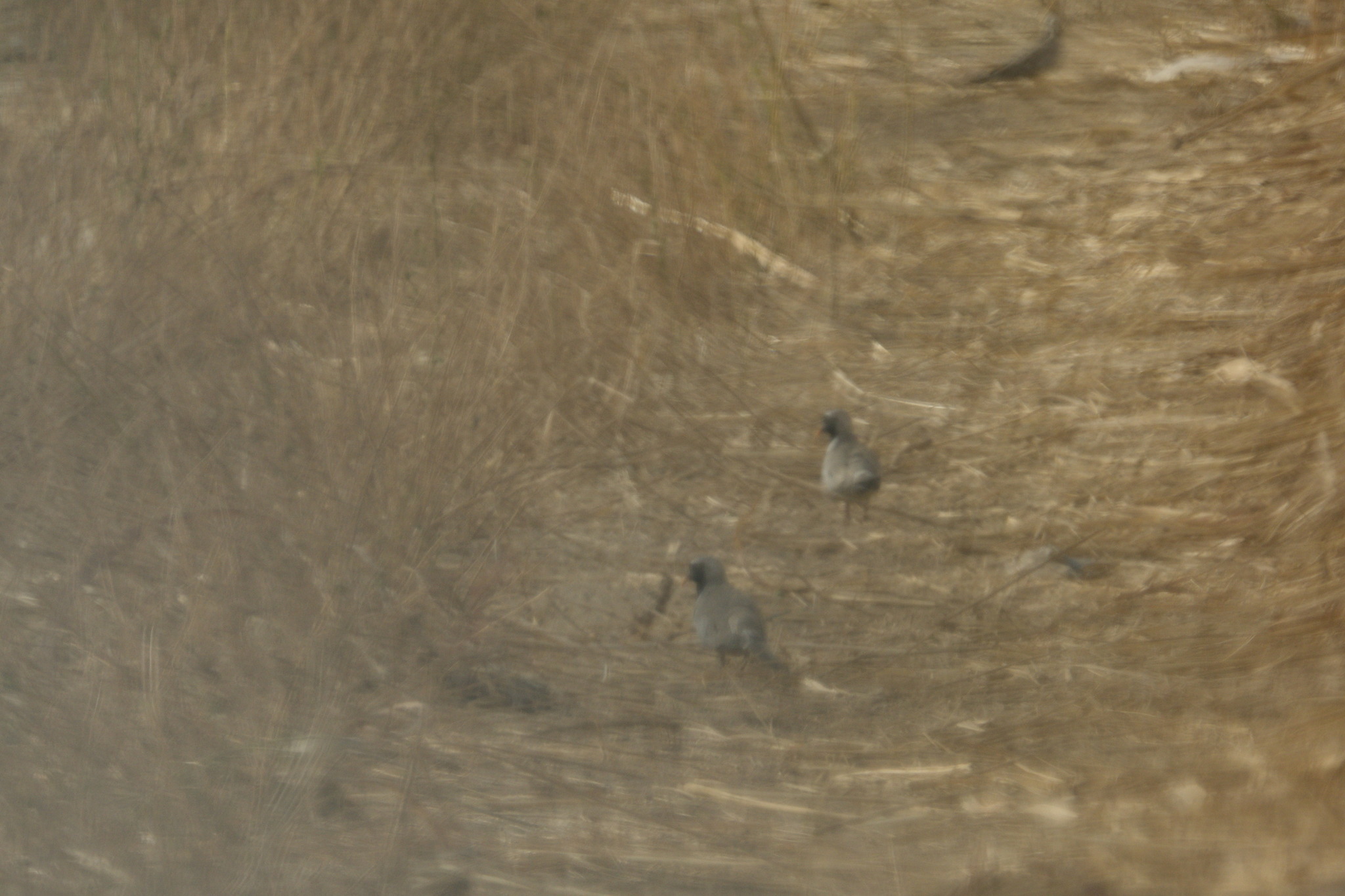 Namaqua Dove (Oena capensis), photo 5