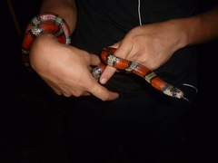 Lampropeltis abnorma